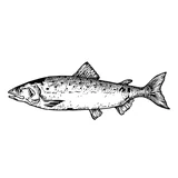 Fresh Salmon