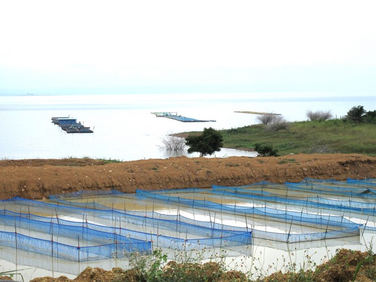 Where our seafood is farmed