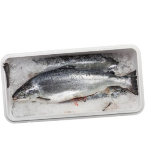 Whole Fresh Salmon