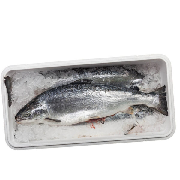 Whole Fresh Atlantic Salmon (4-5 kg)